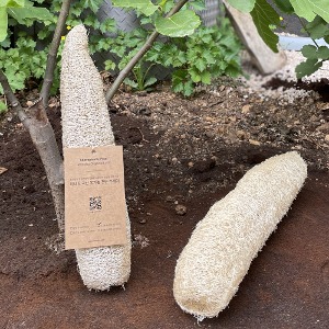 리네드 국산 유기농 천연 수세미 25-35cm 제로웨이스트 루파 친환경 다용도 생분해